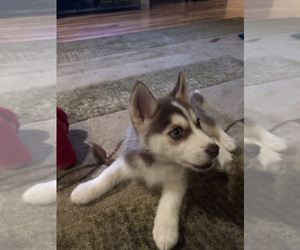 Alaskan Husky Puppy for sale in MISSION HILLS, CA, USA