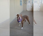 Small Photo #2 American Pit Bull Terrier-Unknown Mix Puppy For Sale in McKinney, TX, USA