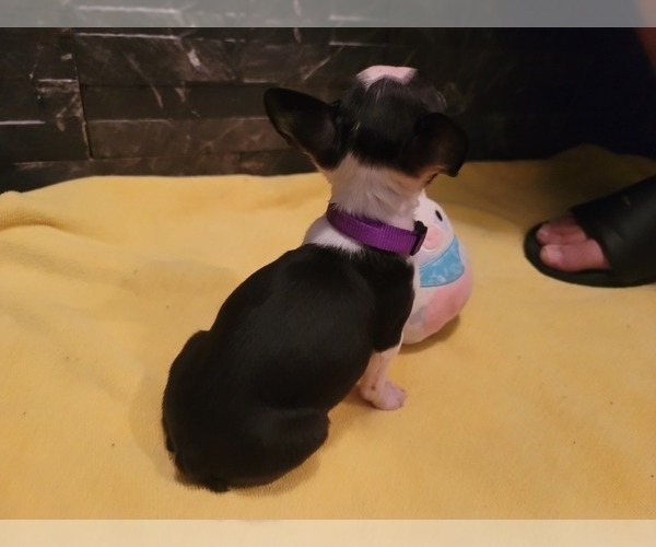 Medium Photo #3 Boston Terrier Puppy For Sale in SUGAR LAND, TX, USA