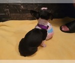 Small Photo #3 Boston Terrier Puppy For Sale in SUGAR LAND, TX, USA