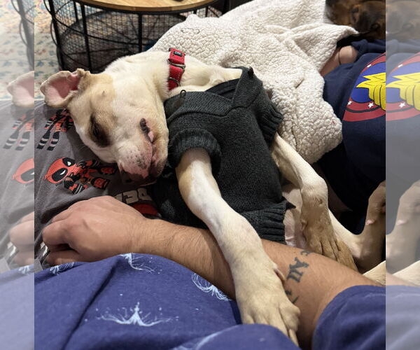 Medium Photo #5 Boxer-Unknown Mix Puppy For Sale in Brooklyn Center, MN, USA