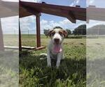 Small #1 Borador