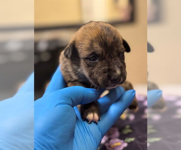 Medium Photo #1 American Pit Bull Terrier-German Shepherd Dog Mix Puppy For Sale in Modesto, CA, USA