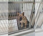 Small Photo #1 German Shepherd Dog Puppy For Sale in Upland, CA, USA