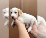 Small Photo #7 Bordoodle Puppy For Sale in ALLEN, TX, USA