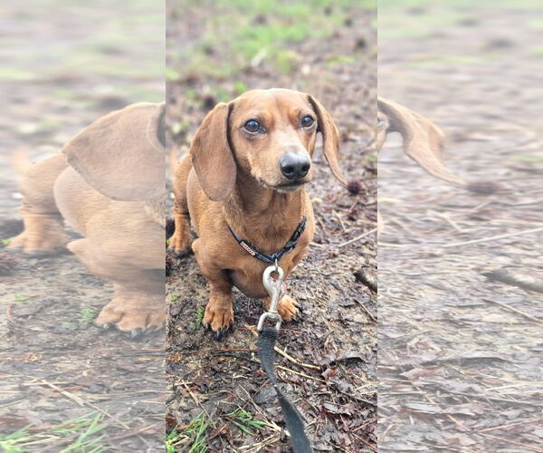 Medium Photo #4 Dachshund Puppy For Sale in Shelbyville, TN, USA