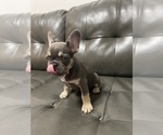 Small #1 French Bulldog