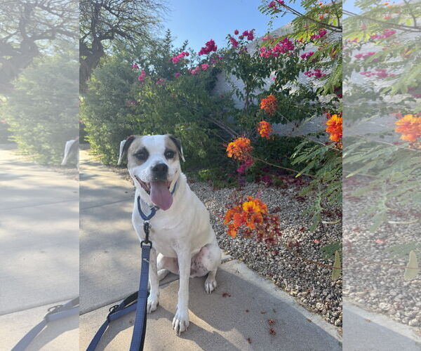 Medium Photo #1 Bullboxer Pit Puppy For Sale in Chandler, AZ, USA