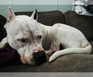 Ellie May - Female Argentinian Mastiff Dog for Adoption - Photo #2