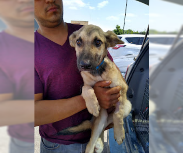 Medium Photo #2 German Shepherd Dog Puppy For Sale in Kansas City, MO, USA