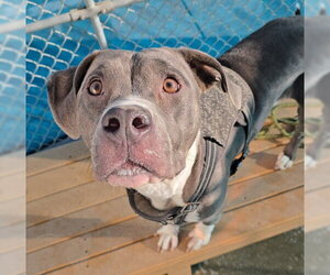 Mutt Dogs for adoption in Bakersfield, CA, USA