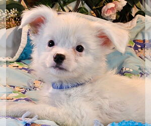 Papillon Dogs for adoption in Bon Carbo, CO, USA