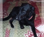 Small Photo #21 German Shepherd Dog Puppy For Sale in WYTHEVILLE, VA, USA