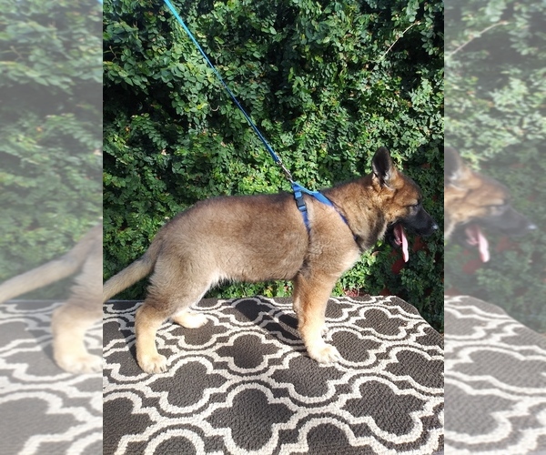 Medium Photo #4 German Shepherd Dog Puppy For Sale in N HIGHLANDS, CA, USA