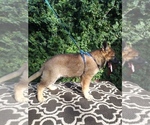 Small Photo #4 German Shepherd Dog Puppy For Sale in N HIGHLANDS, CA, USA