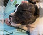 Small American Staffordshire Terrier Mix