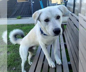 Labrador Retriever-Siberian Husky Mix Dogs for adoption in Long Beach, CA, USA
