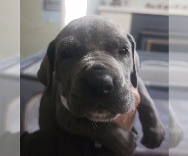 Medium Photo #11 Great Dane Puppy For Sale in OGDEN, UT, USA