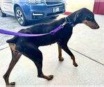 Small #6 Doberman Pinscher