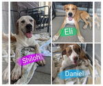 Small #5 Labrador Retriever Mix