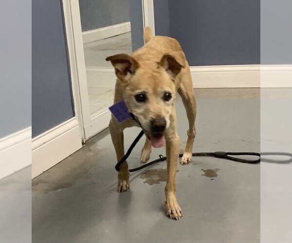 Medium Photo #3 Mutt Puppy For Sale in Minneapolis, MN, USA