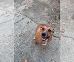 Small #2 Black Mouth Cur Mix