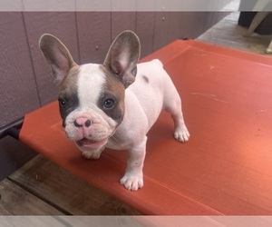 French Bulldog Puppy for sale in SEBRING, FL, USA