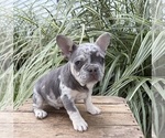 Bruiser - Male French Bulldog Puppy for Sale - Photo #3