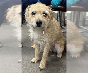 Norfolk Terrier Dogs for adoption in Forestville, MD, USA