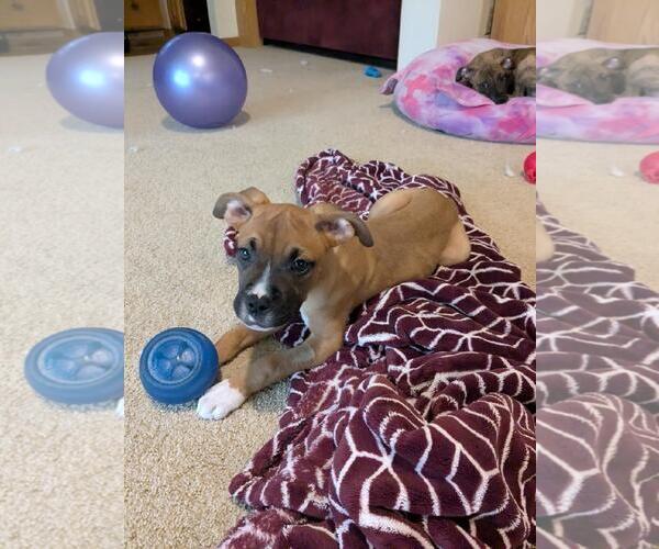 Medium Photo #6 Boxer-Unknown Mix Puppy For Sale in Belleuve, NE, USA