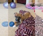 Small #5 Boxer Mix