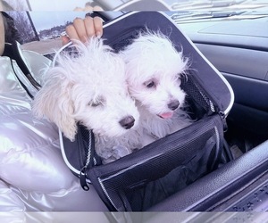 Shih-Poo Puppy for sale in CARROLLTON, GA, USA