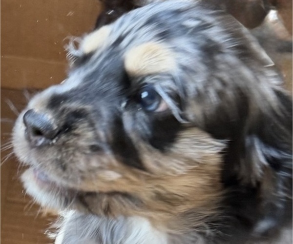 Medium Photo #9 Cocker Spaniel Puppy For Sale in WEST PALM BEACH, FL, USA