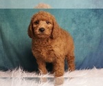 Puppy Timber Goldendoodle (Miniature)