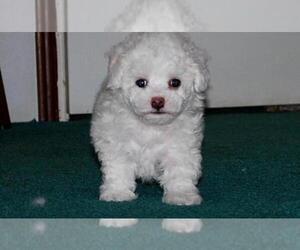 Bichon Frise Puppy for sale in BELL GARDENS, CA, USA