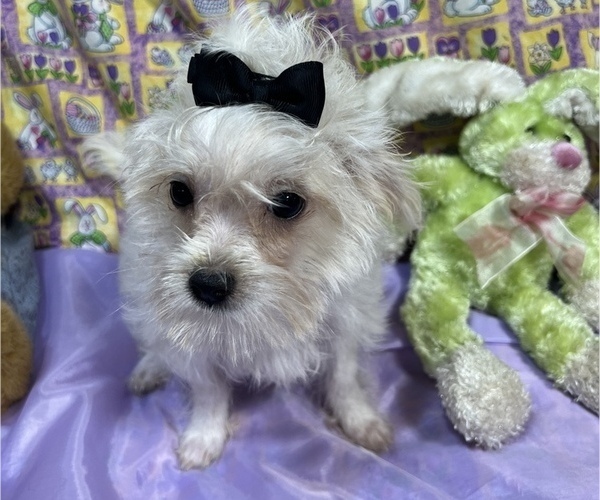 Medium Photo #8 Maltipoo Puppy For Sale in LANCASTER, MO, USA