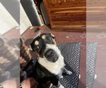 Small Mutt