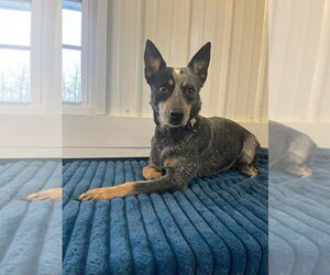 Mutt Dogs for adoption in Osgood, IN, USA