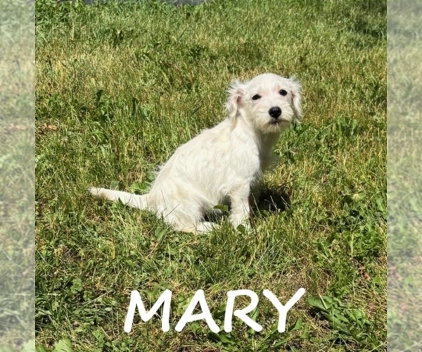 Medium Photo #3 Schnoodle (Miniature) Puppy For Sale in HARTLAND, MN, USA