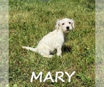 Small #2 Schnoodle (Miniature)