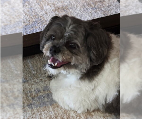 Medium Photo #3 Shih Apso Puppy For Sale in Westwood, NJ, USA