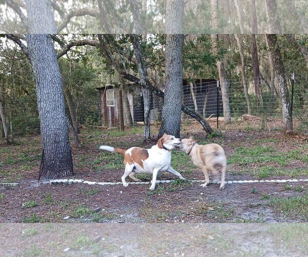 Medium Photo #5 Mutt Puppy For Sale in Crescent City, FL, USA