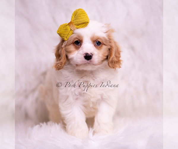 Medium Photo #2 Cavapoo (Miniature) Puppy For Sale in WARSAW, IN, USA
