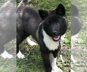Akita Puppy for sale in LORAIN, OH, USA