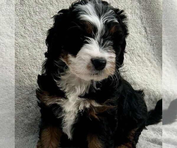 Medium Photo #3 Bernedoodle (Miniature) Puppy For Sale in NEW HOLLAND, PA, USA
