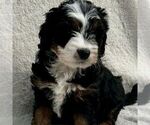 Small Photo #3 Bernedoodle (Miniature) Puppy For Sale in NEW HOLLAND, PA, USA