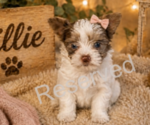 Puppy 2 Yorkshire Terrier