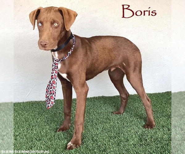 Medium Photo #8 Chocolate Labrador retriever-Unknown Mix Puppy For Sale in San Diego, CA, USA