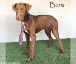 Small Photo #8 Chocolate Labrador retriever-Unknown Mix Puppy For Sale in San Diego, CA, USA