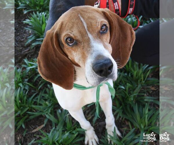 Medium Photo #4 Treeing Walker Coonhound-Unknown Mix Puppy For Sale in Washington, DC, USA